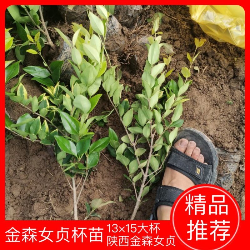 金森女贞杯苗13×15大杯金森女贞陕西金森女贞