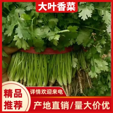 【热】精品锦州大叶香菜大量上市手工干净小把28公分以下