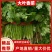 【热】精品锦州大叶香菜大量上市手工干净小把28公分以下