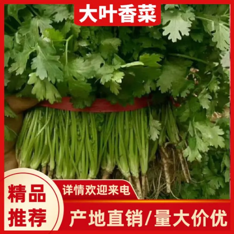 【热】精品锦州大叶香菜大量上市手工干净小把28公分以下