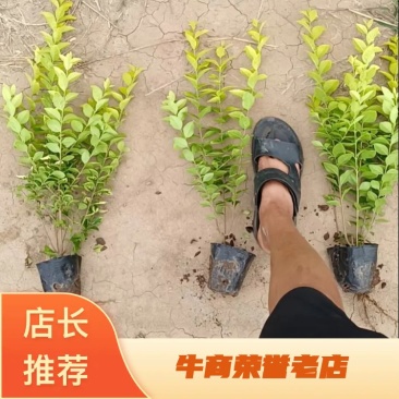 营养杯金叶女贞苗40~60cm叶片金黄大田金叶多分枝