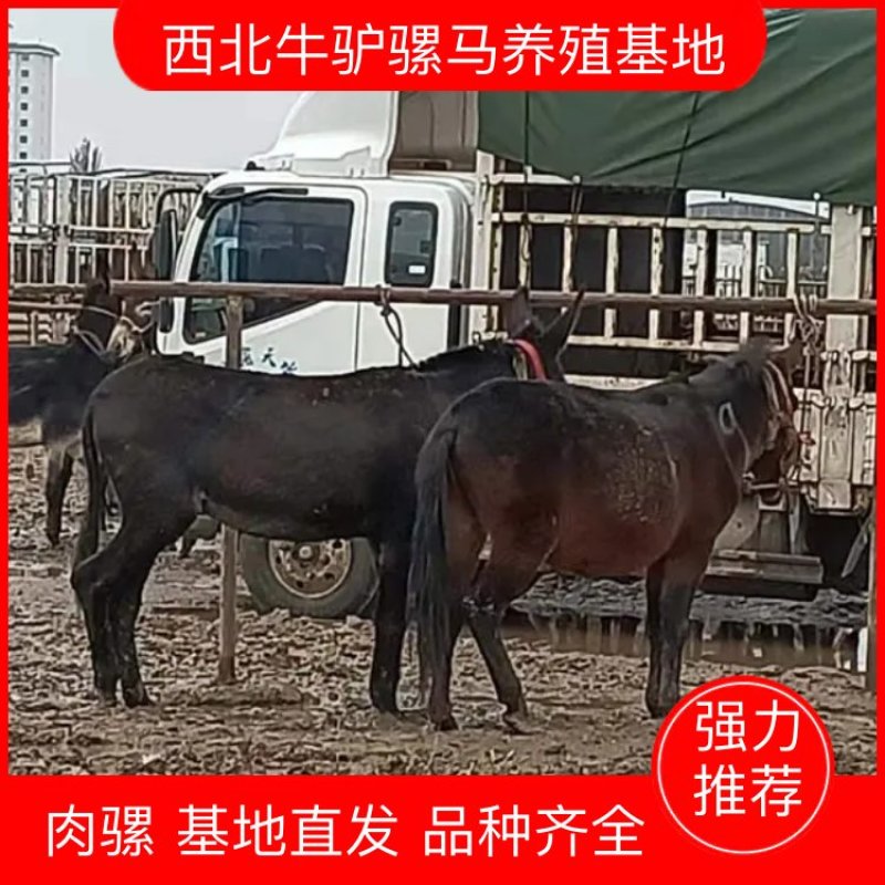 【肉骡】甘肃产地驼骡肉骡基地直发品种齐全全国发