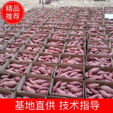 大量供应预定秋季精品地瓜，济薯26，西瓜红，烟薯25