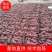 大量供应预定秋季精品地瓜，济薯26，西瓜红，烟薯25