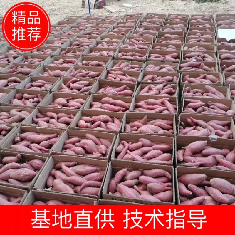 大量供应预定秋季精品地瓜，济薯26，西瓜红，烟薯25