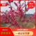 樱花树苗，樱花苗，垂枝樱花，染井垂枝，一叶，日本樱花