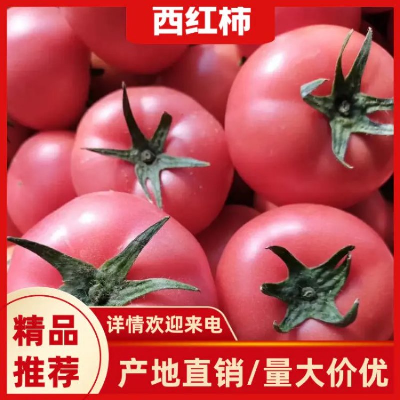 【荐】锦州大棚西红柿常年有货质量好货量充足
