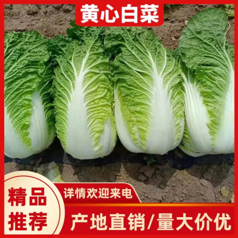 凌海黄心北京三号白菜大量有种植面积大适合市场酸菜厂泡菜厂