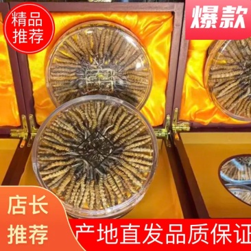 高海拔冬虫夏草颜色漂亮干虫草支持一件代发