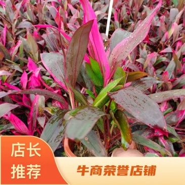朱蕉福建龙岩种植批发基地欢迎新老客户来实地考察