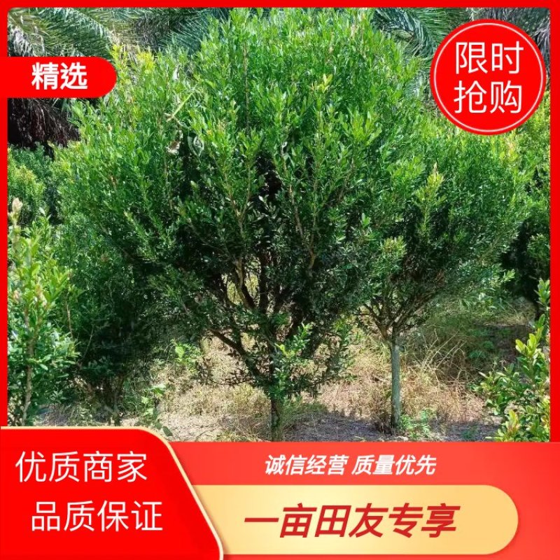 雀舌黄杨球，福建雀舌黄杨球种植基地，欢迎新老客户来实地考