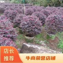 红花继木，福建红花继木种植基地欢迎新老客户来实地考察
