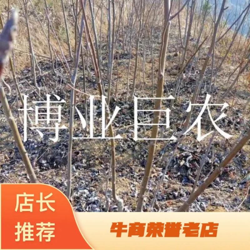 云南薄皮核桃苗，树体大寿命长产量高果大皮薄味香无苦不涩
