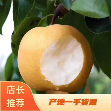 【优选秋月梨】河北陶县基地现发，对接全国客商欢迎洽谈合作