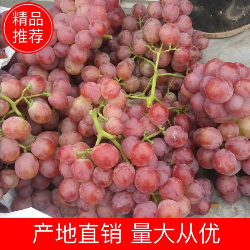 【精品】红提葡萄基地直供，货量充足，量大优惠