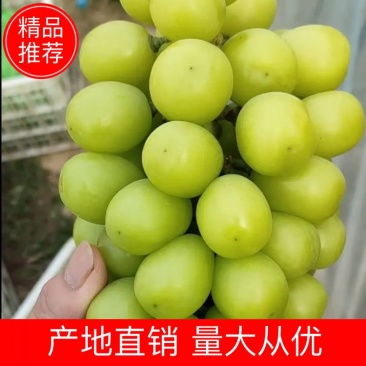 陕西大荔阳光玫瑰葡萄基地，瓜型口，口感甜，果面亮