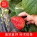 金刚二号现挖现卖种植基地脱毒草莓苗加冰保温箱