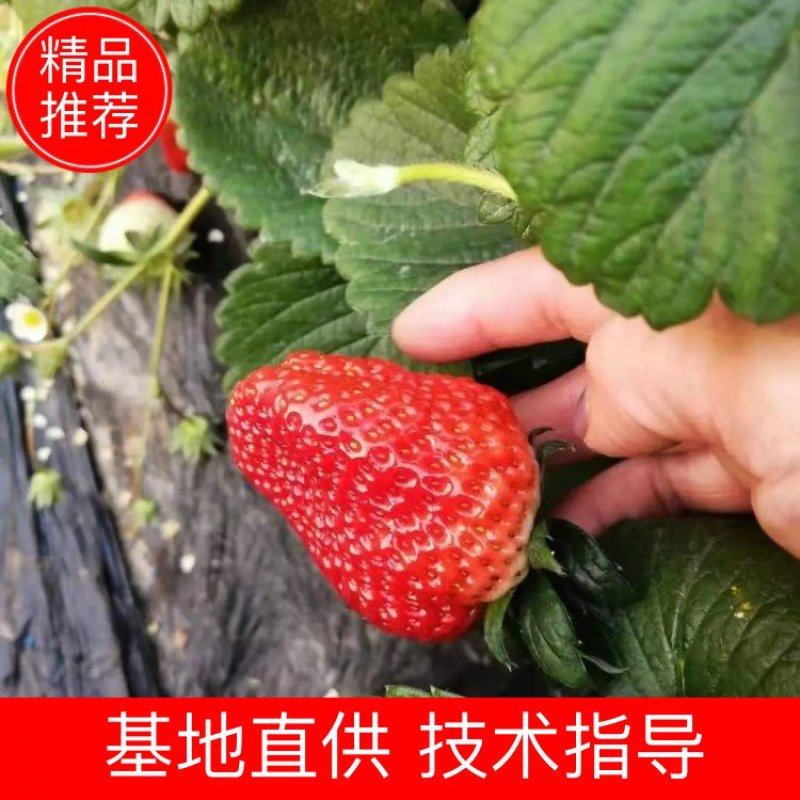 金刚二号现挖现卖种植基地脱毒草莓苗加冰保温箱