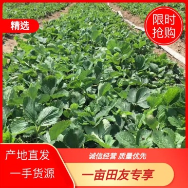 金刚二号现挖现卖种植基地脱毒草莓苗加冰保温箱