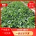 金刚二号现挖现卖种植基地脱毒草莓苗加冰保温箱