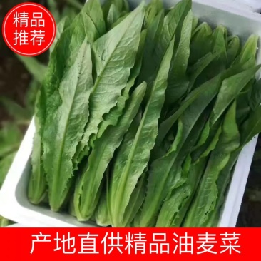 一手货源，精品本地油麦菜，货源充足，常年提供精品油麦。