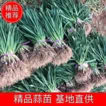 蒜苗基地大量上市了供不应求根红苗正！欢迎大家一起加入