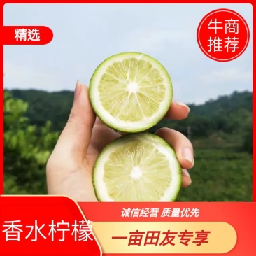 香水柠檬5斤起包邮，果园直供，全国包邮，每天现摘现发