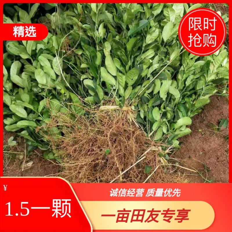 佛手鲜果干片佛手枝条佛手苗一年两年的都有大量收佛手鲜青果
