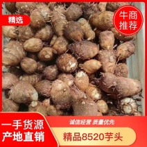 【精品】山东沙土地8520毛芋头保质保量量大从优