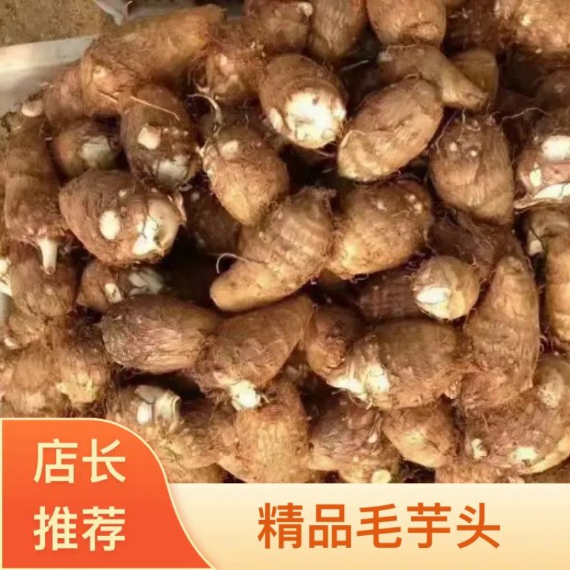 毛芋头8520，沙土地的，大中小，大量有货供应，货源充足