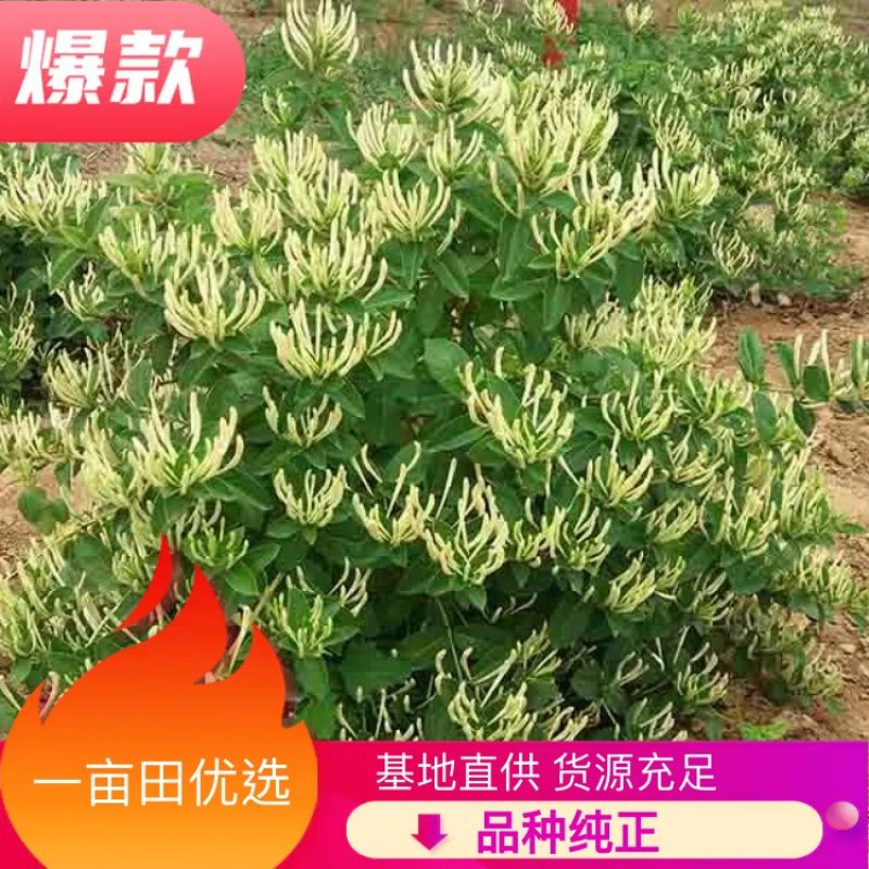 （实力供货）山东费县金银花苗基地直供包活包纯度包回收干品