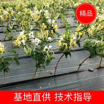 金银花苗“中金一号”四季树形金银花包活包纯度包技术指导