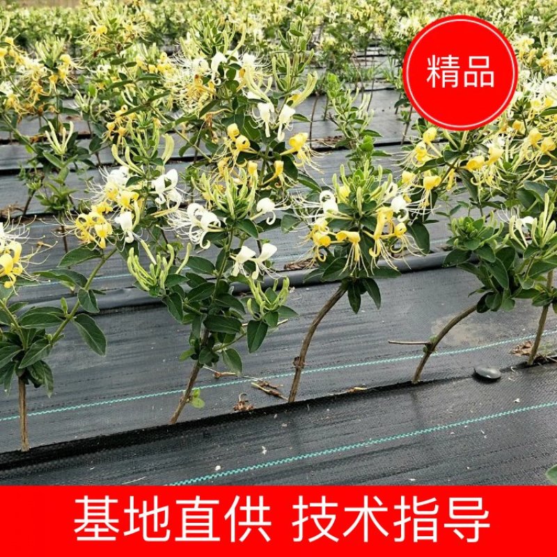 金银花苗“中金一号”四季树形金银花包活包纯度包技术指导