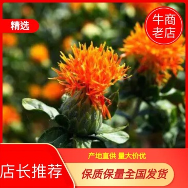 红花朵甘肃红花朵云南新货草红花干度好红花头不抽花丝