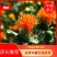 红花朵甘肃红花朵云南新货草红花干度好红花头不抽花丝