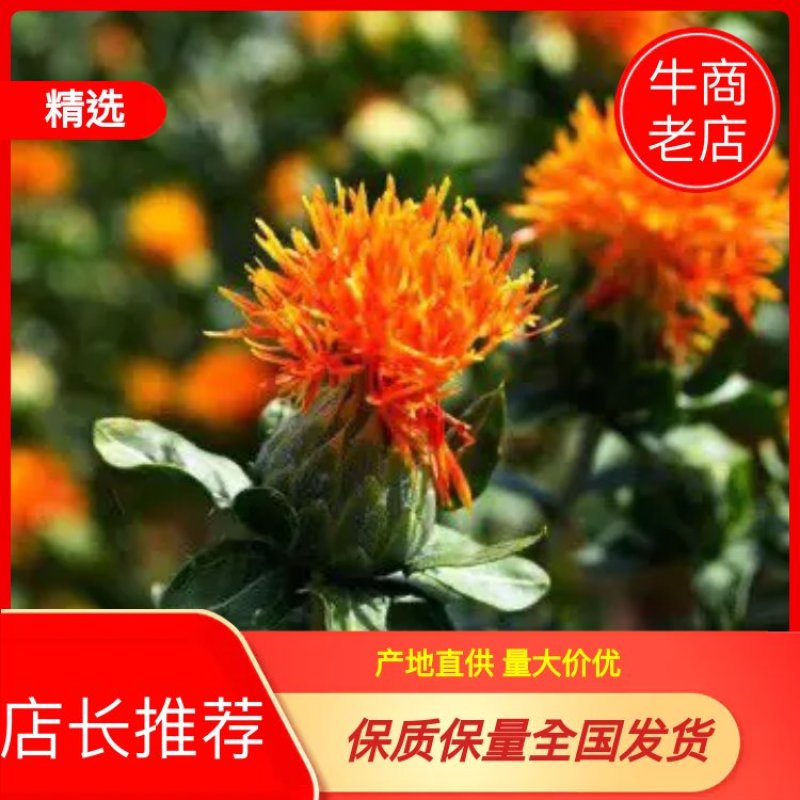 红花朵甘肃红花朵云南新货草红花干度好红花头不抽花丝