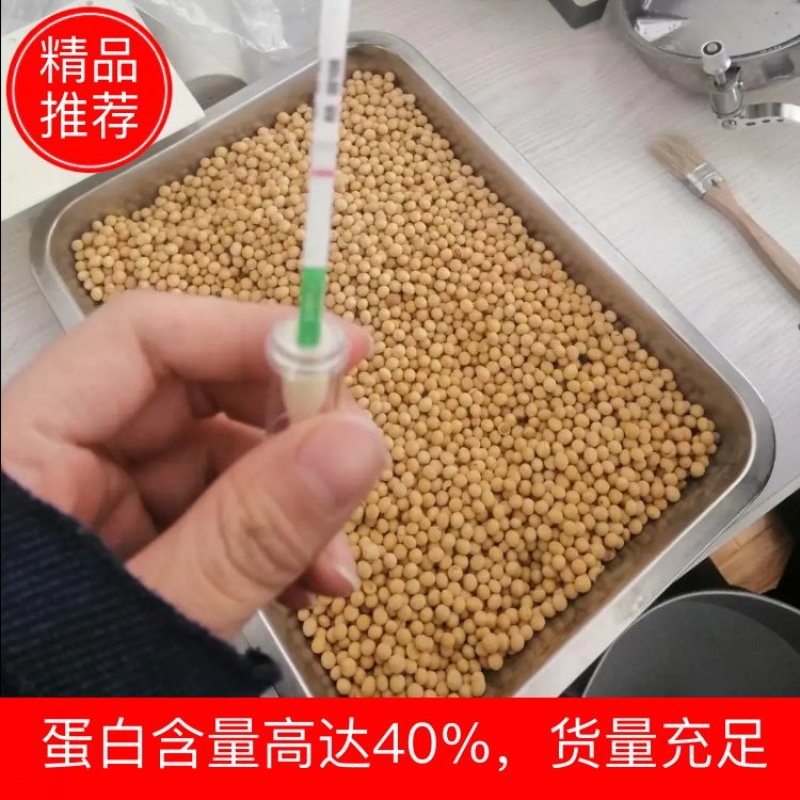 【热销】东北大豆大颗粒高蛋白大量批发