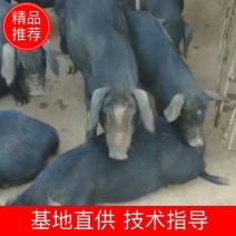 江西吉安活猪藏香猪，肉质鲜美质量好，自有养殖场可送货