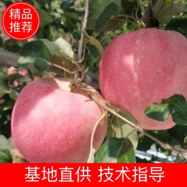 陕西苹果红甜富士上市了大量有货！75起步货源充足欢迎广大