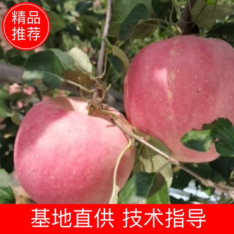 陕西苹果红甜富士上市了大量有货！75起步货源充足欢迎广大