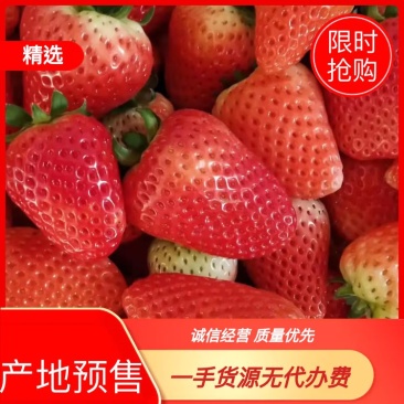 阜阳草莓代收代办文集天仙醉草莓奶油草莓大量上市量大从优