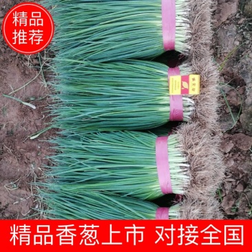 河北邯郸万亩小葱香葱上市产地直销品质保证