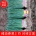 河北邯郸万亩小葱香葱上市产地直销品质保证
