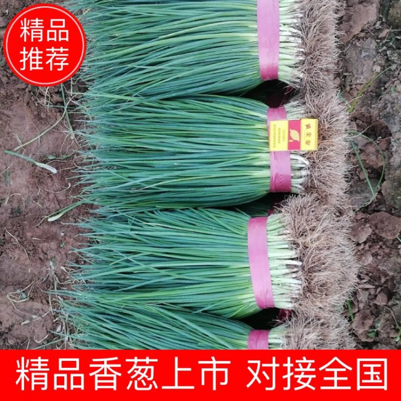 河北邯郸万亩小葱香葱上市产地直销品质保证