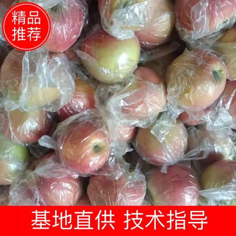 膜袋红富士苹果货量多多咸阳产地货源甜美可口欢迎采购