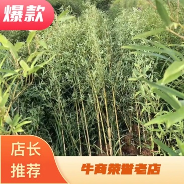 （推荐）钢竹1.5公分钢竹2公分钢竹2.5公竹子3公分4公分