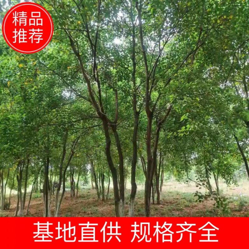 （推荐）丛生乌桕10公分丛生乌桕30公分丛生乌桕60公分