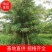 （精选）移植杜英18公分/原生杜英9公分/全冠杜英22公分