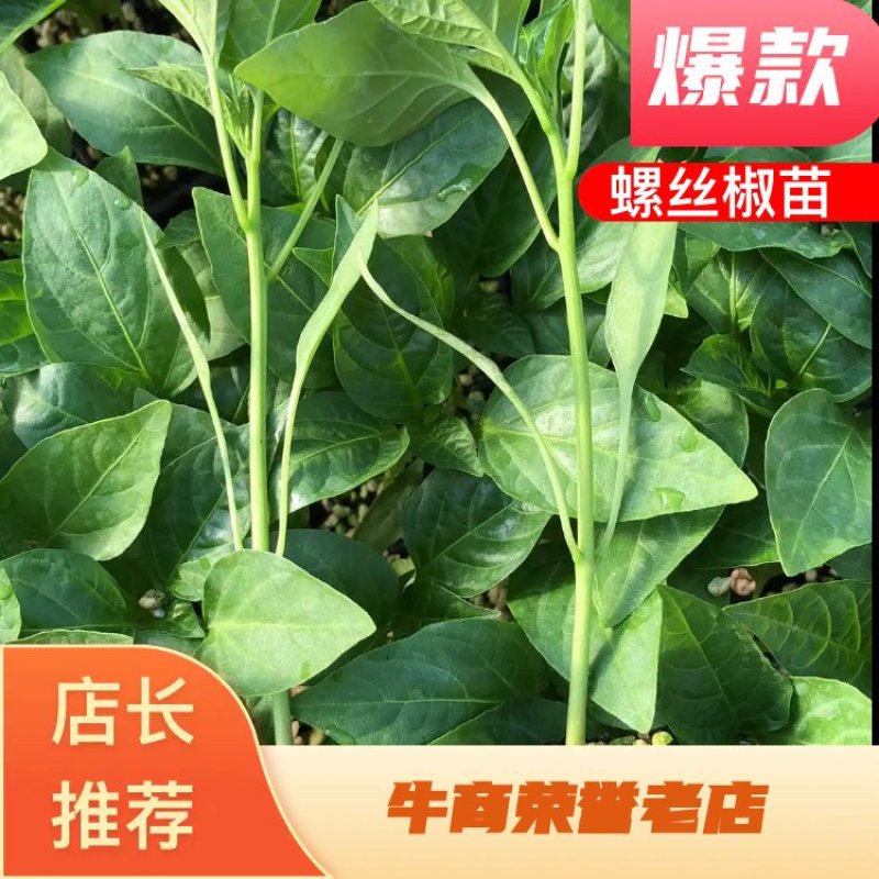 大果螺丝椒苗陇椒苗螺丝漂亮辣味好嫁接辣椒苗批发价