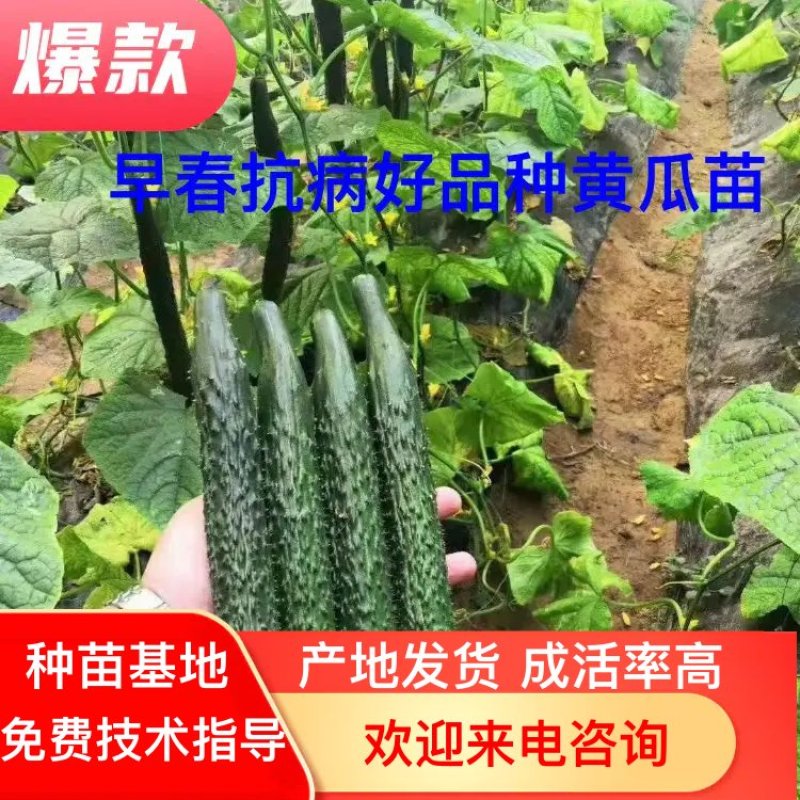嫁接强雌全雌黄瓜苗价格厂家直销早春抗病好品种黄瓜苗